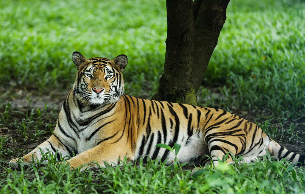 India’s Endangered Tiger Population is Rebounding in Triumph for ...